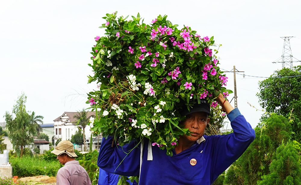 Về “xứ đạo” thu hoạch hoa dừa cạn