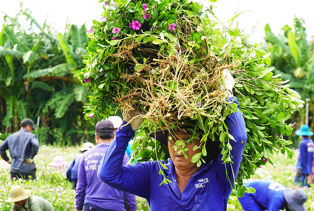Về “xứ đạo” thu hoạch hoa dừa cạn
