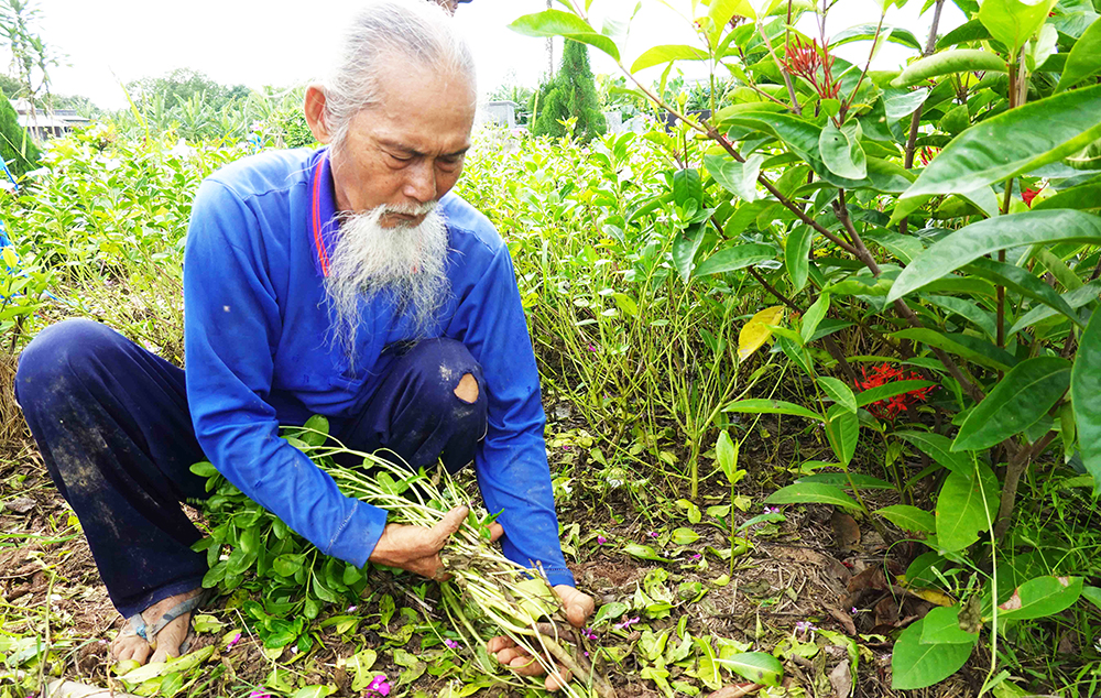 Về “xứ đạo” thu hoạch hoa dừa cạn