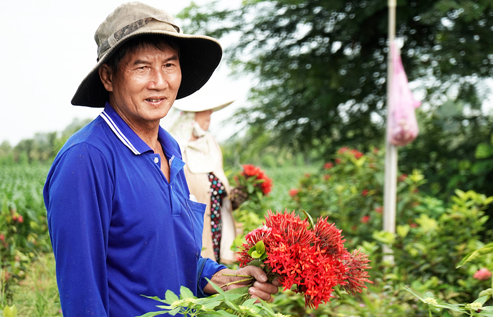 Về “xứ đạo” thu hoạch hoa dừa cạn