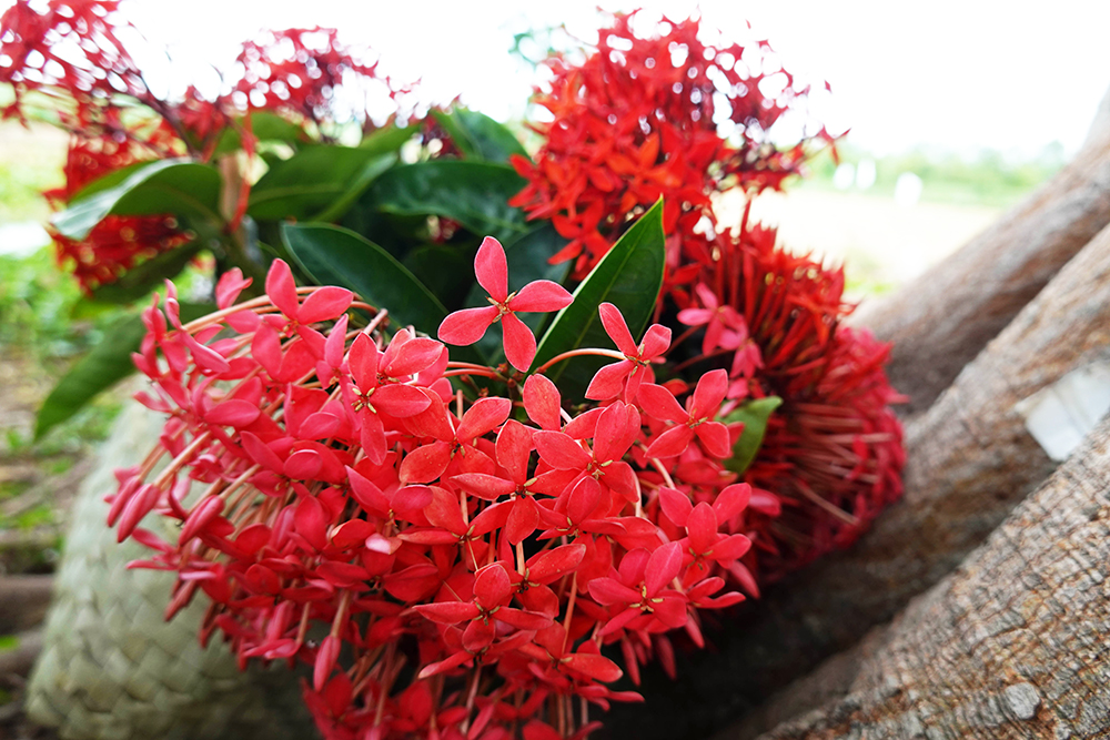 Về “xứ đạo” thu hoạch hoa dừa cạn