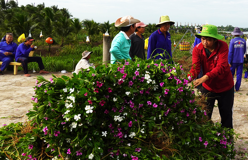 Về “xứ đạo” thu hoạch hoa dừa cạn