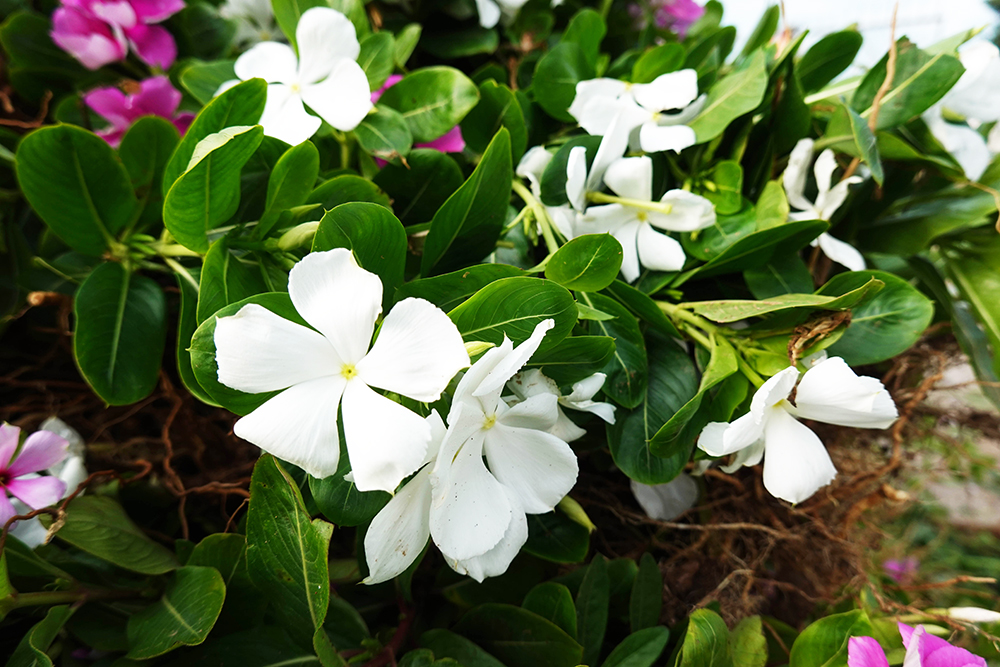Về “xứ đạo” thu hoạch hoa dừa cạn