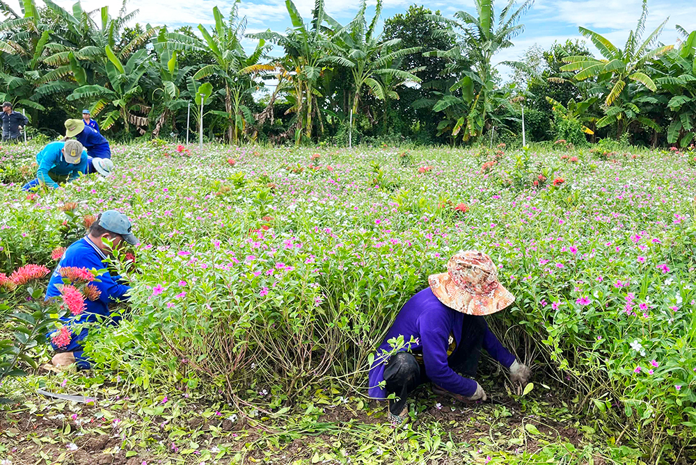 Về “xứ đạo” thu hoạch hoa dừa cạn