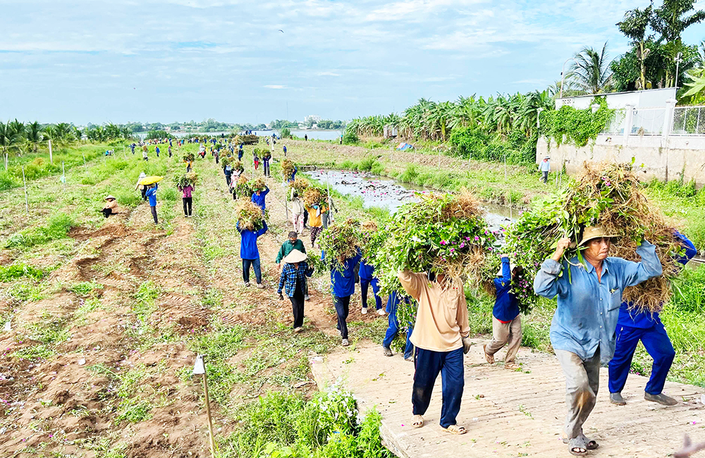 Về “xứ đạo” thu hoạch hoa dừa cạn