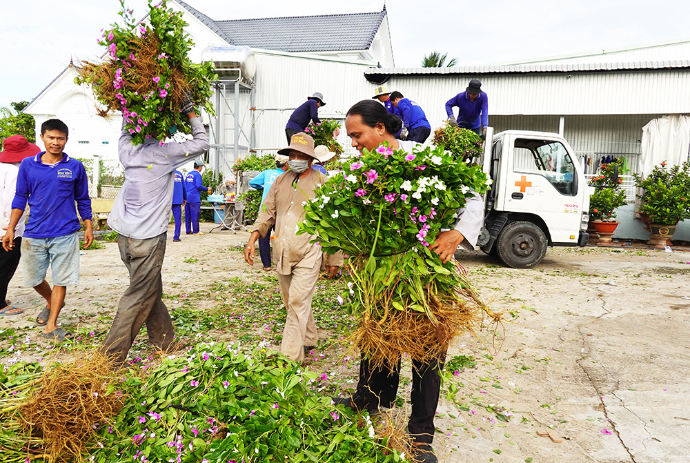 Về “xứ đạo” thu hoạch hoa dừa cạn