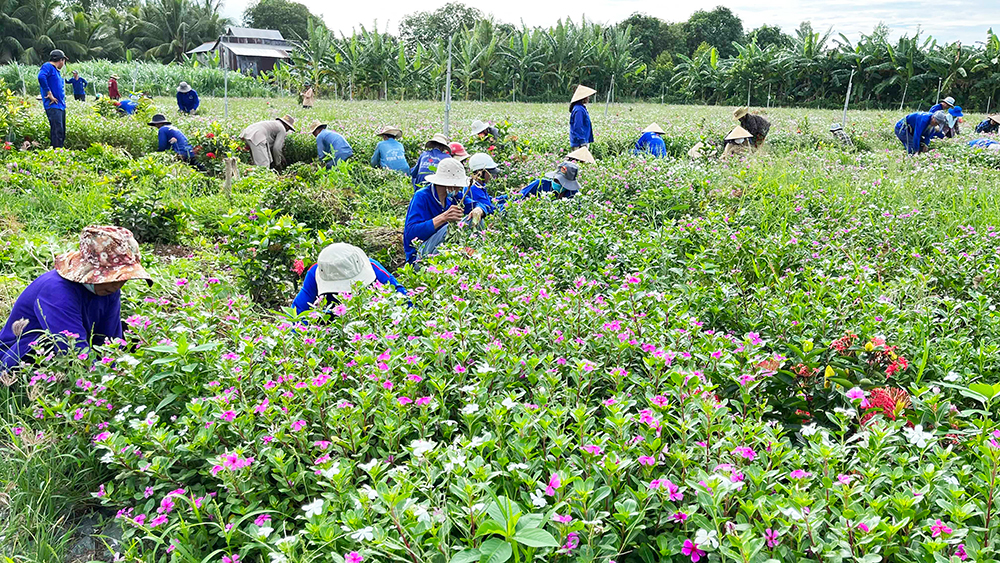 Về “xứ đạo” thu hoạch hoa dừa cạn