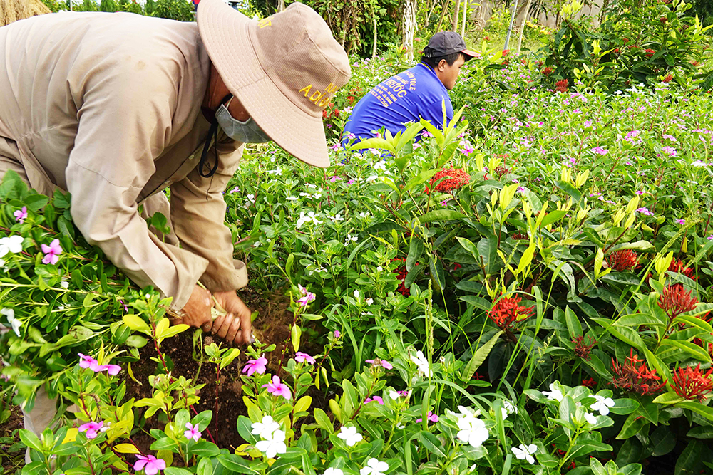 Về “xứ đạo” thu hoạch hoa dừa cạn