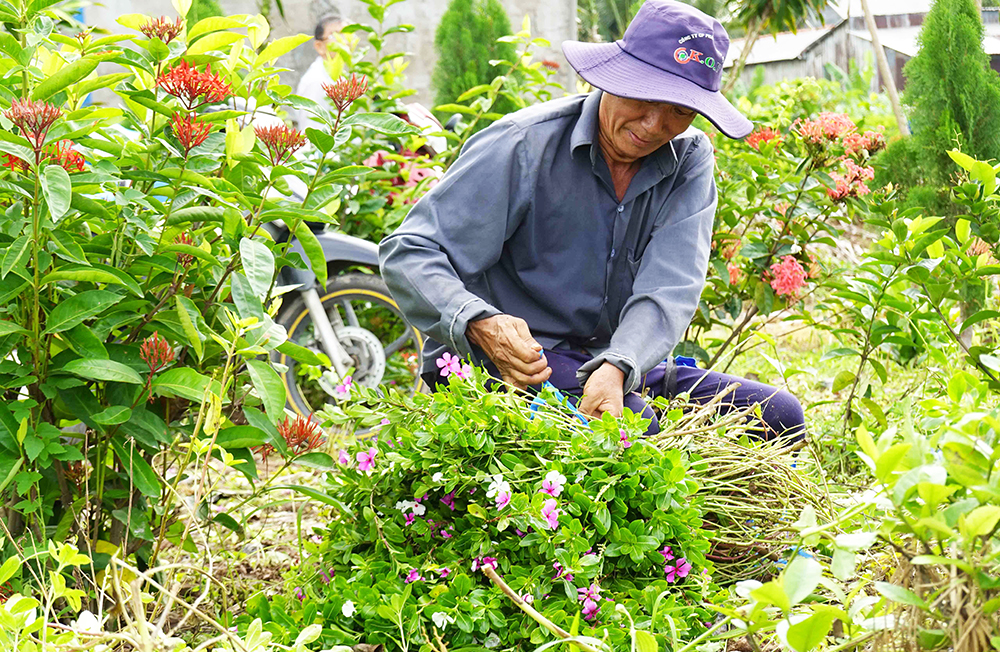 Về “xứ đạo” thu hoạch hoa dừa cạn