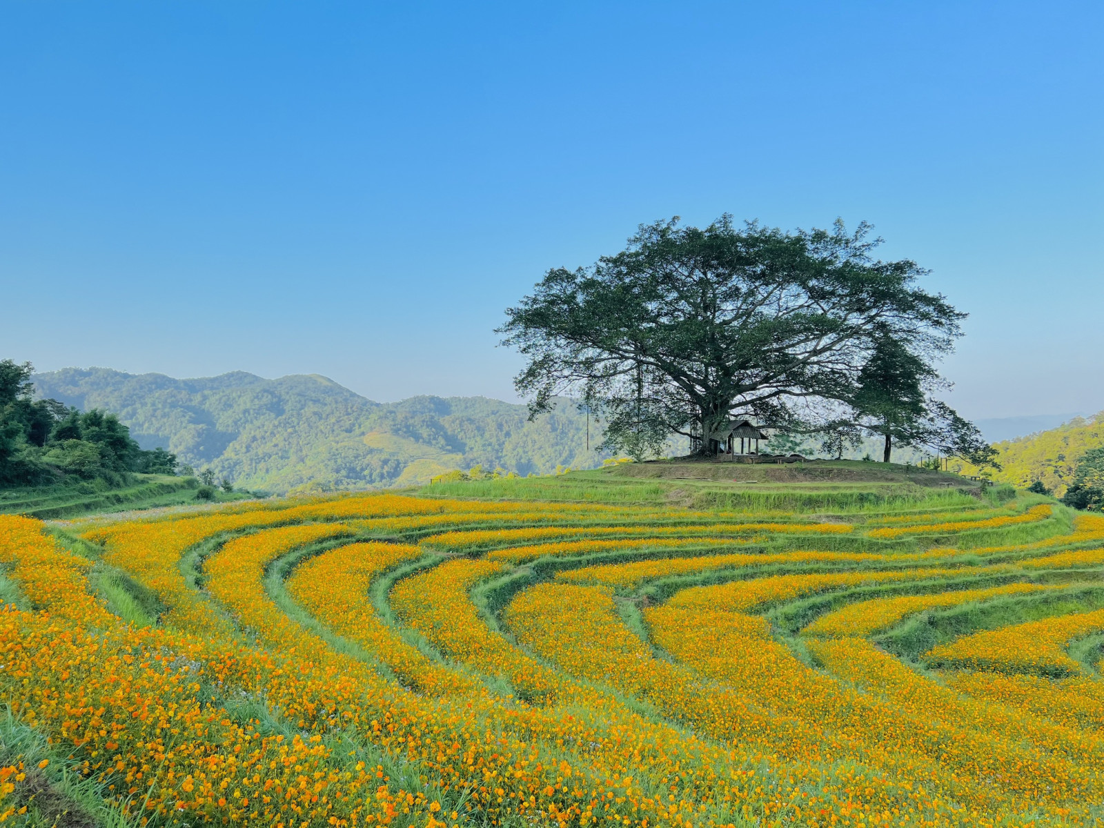 Những cánh đồng hoa đẹp ngất ngây ở Việt Nam Mytourvn năm 2023