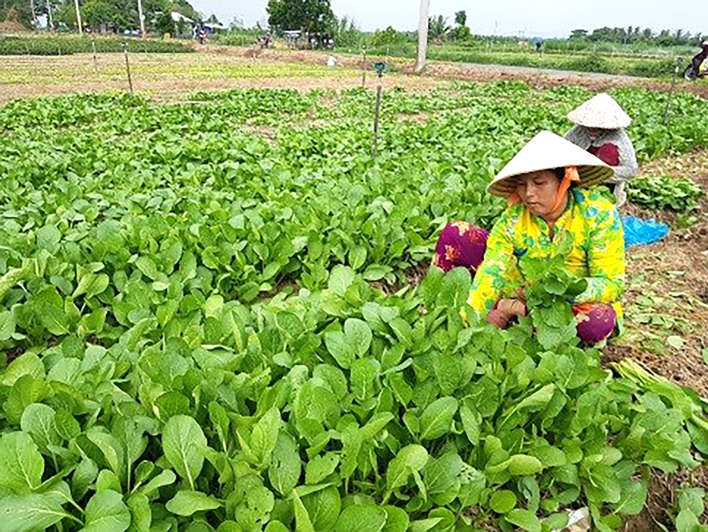 Kinh tế- xã hội Chợ Mới khởi sắc, tăng trưởng cao