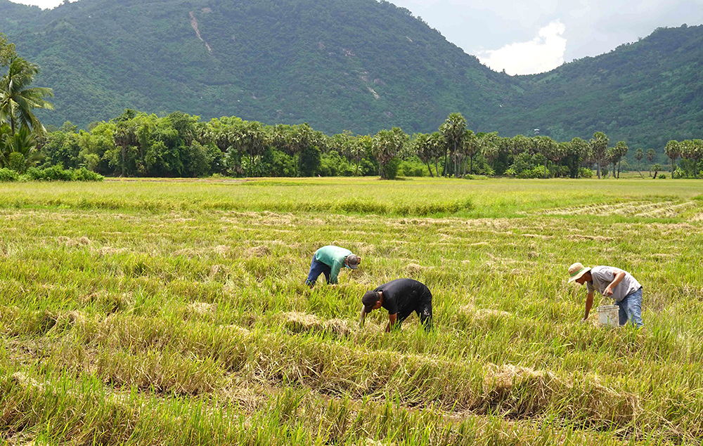 Thú vui bắt cua đồng