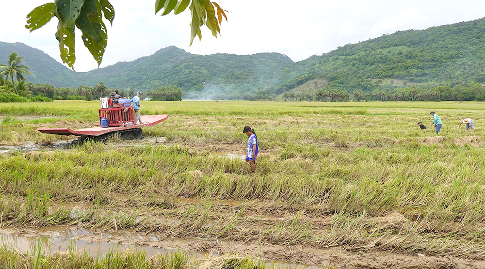 Thú vui bắt cua đồng
