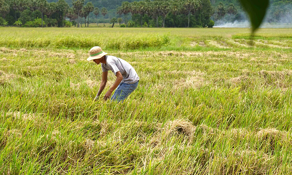 Thú vui bắt cua đồng