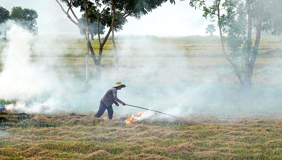 Thơm rơm mùi khói đốt đồng