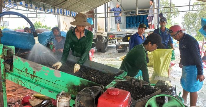 Long An: Bắt ốc bươu vàng, nông dân có thêm thu nhập trong mùa lũ