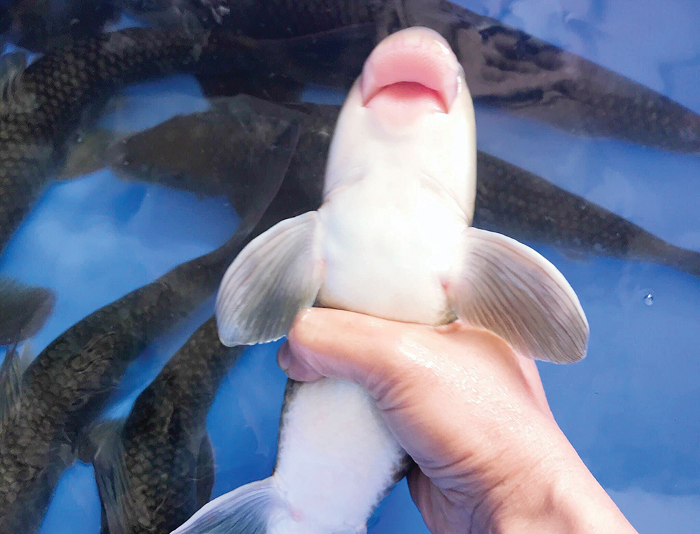 Đi tìm “linh vật” sông Lô