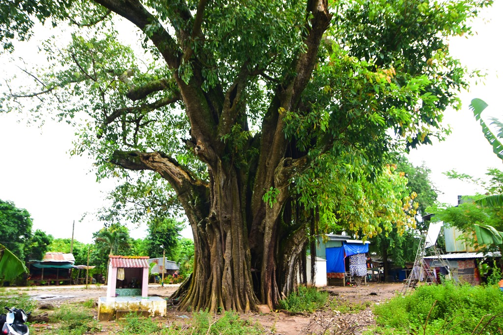 Thăm cây da trăm tuổi xứ đầu nguồn An Phú