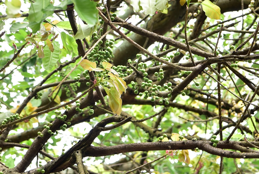 Thăm cây da trăm tuổi xứ đầu nguồn An Phú