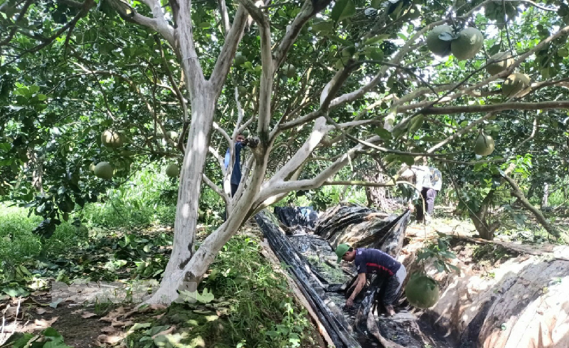Hợp tác xã Nông nghiệp Bến Tre thích ứng với biến đổi khí hậu