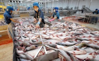 Dè dặt bán cá tra vào Mỹ