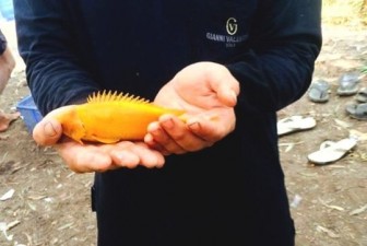 Tây Ninh: Bắt được cá rô quý hiếm toàn thân vàng rực