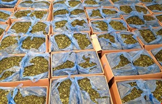 Bộ Công an đề nghị xem ‘lá khat’ là ma túy