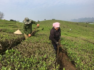 Mộc Châu: Nông dân kiếm tiền bộn tiền từ trồng chè VietGAP