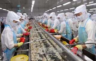 Tăng cạnh tranh cho ngành tôm Việt Nam