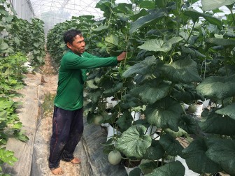 Châu Phong đẩy mạnh phong trào nông dân sản xuất - kinh doanh giỏi