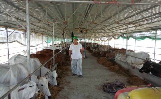 Cơ hội phát triển đàn bò ở An Giang