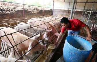 Giá heo hơi hôm nay 23-4: Lập đỉnh 95.000 đ/kg, nông hộ hết cửa tái đàn