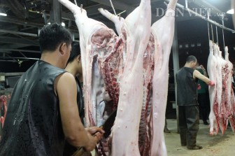 Giá heo hơi hôm nay 19-5: Thương lái trả giá cao vút gần 10 triệu/tạ, chợ đầu mối hết sạch cả heo mỡ