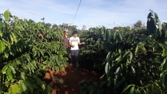 Gia Lai: Nông dân trồng cà phê kiểu gì mà bán được giá cao, 8.500 đồng/kg cà phê tươi?