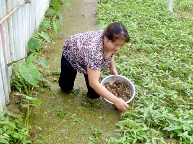 Mô hình nuôi ốc nhồi trên ruộng đất lãi 30 triệu đồngvụ  Aquaculture