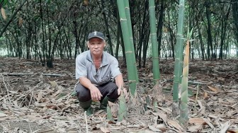 Bình Dương: Trồng tre bán măng, vườn đẹp như phim, mỗi tháng đút túi có 70 triệu chứ mấy