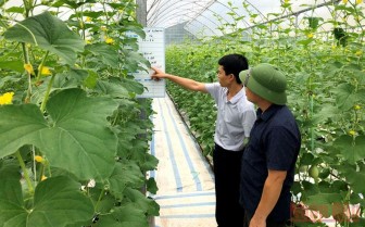 Phát triển nông nghiệp công nghệ cao ở Đầm Hà