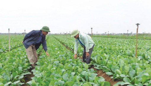Thẩm định huyện Mê Linh đạt chuẩn nông thôn mới năm 2021