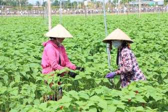 Chợ Mới thực hiện thắng lợi mục tiêu kép