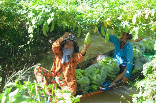 Nông dân Phú Tân phấn khởi thu hoạch rau màu vụ thu đông