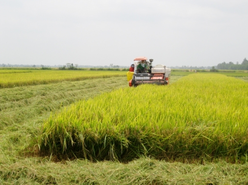 An Giang tập trung phát triển kinh tế nông nghiệp
