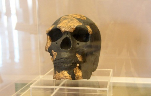 Hóa thạch người tinh khôn cổ nhất thế giới: Lịch sử đảo lộn