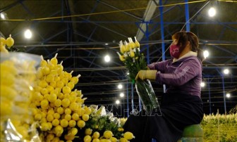 Hoa cắt cành Việt Nam được xuất khẩu trở lại sang Australia