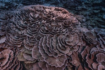Phát hiện rạn san hô đặc biệt có hình dạng giống hoa hồng
