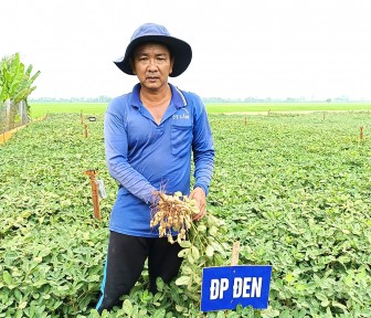 Kết quả khảo nghiệm một số giống đậu phộng mới tại An Phú