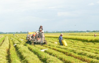 An Giang phục hồi kinh tế nông nghiệp