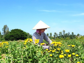 Chợ Mới phục hồi phát triển kinh tế - xã hội