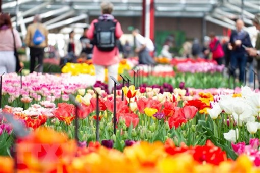 Hà Lan: "Thiên đường" hoa tulip Keukenhof mở cửa trở lại sau 3 năm