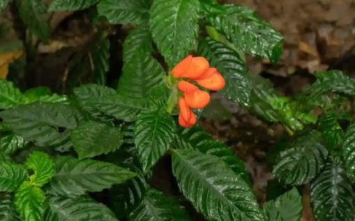 Tìm thấy loài hoa hoang dã từng biến mất 40 năm ở Ecuador