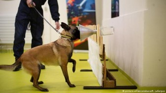 Loài chó có thể sử dụng khứu giác để phát hiện virus SARS-CoV-2